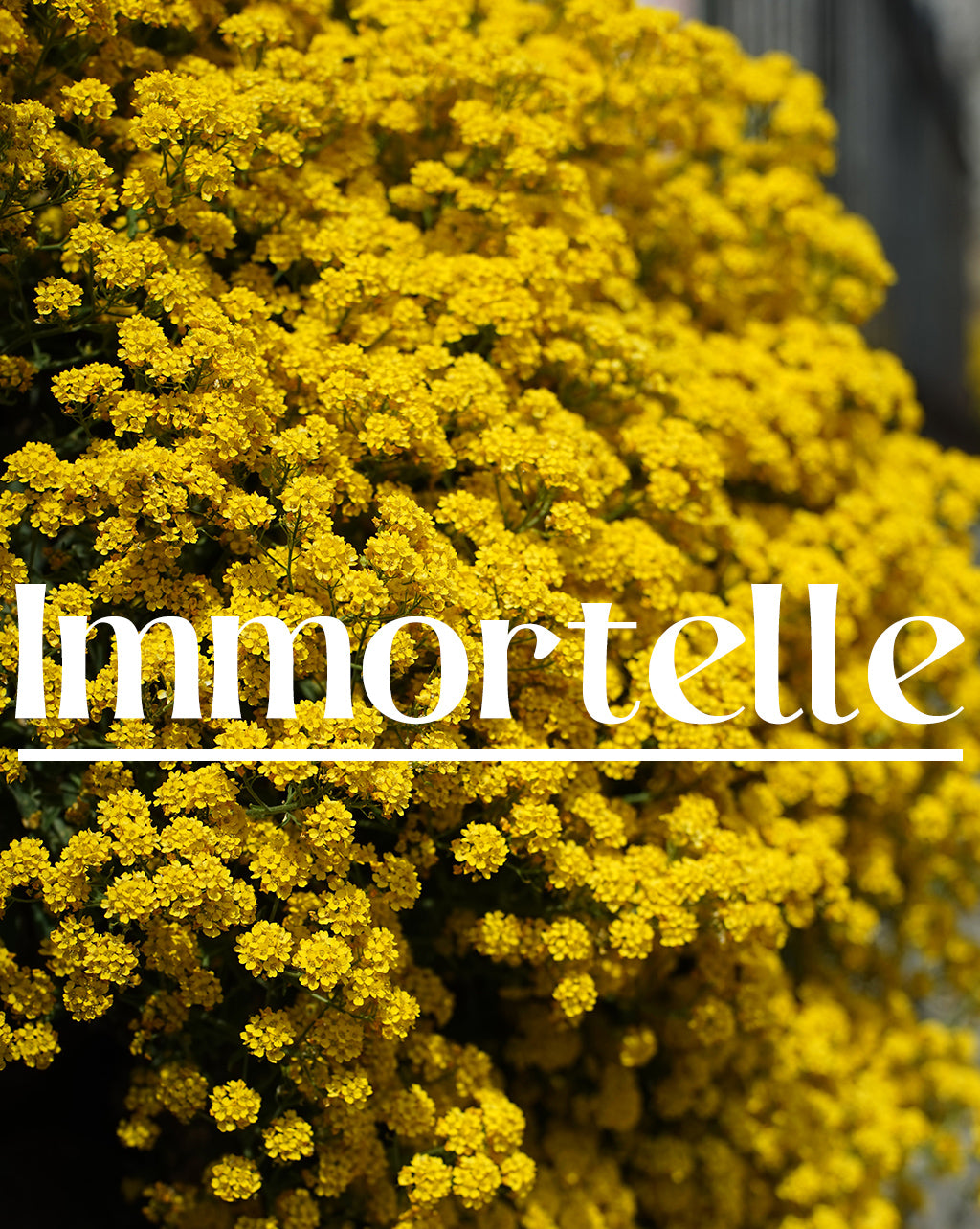 The Essentials - Immortelle