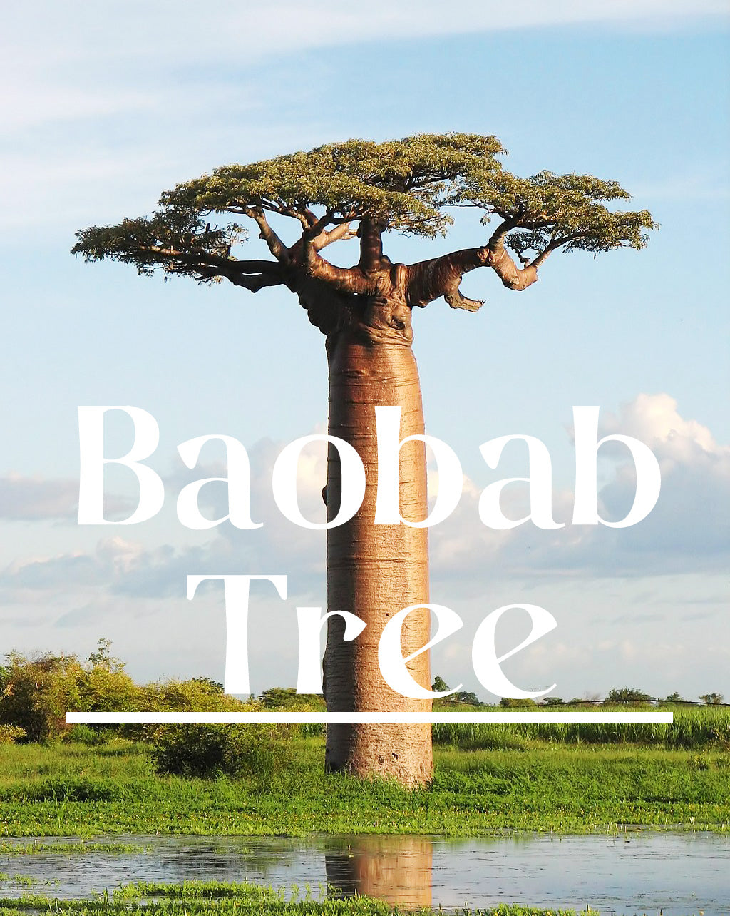 The Essentials - Baobab Tree